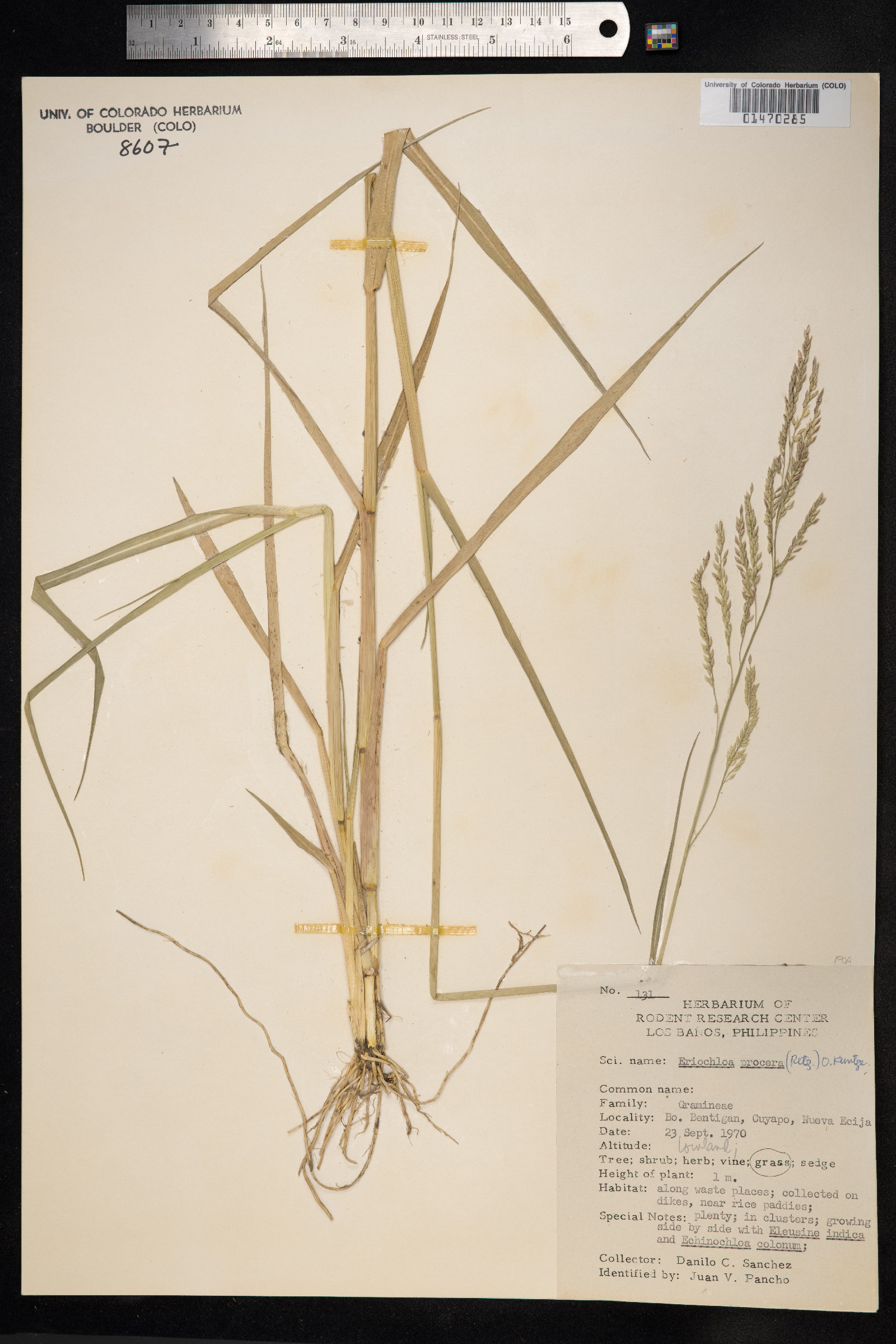 Eriochloa procera image