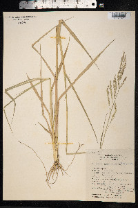 Eriochloa procera image