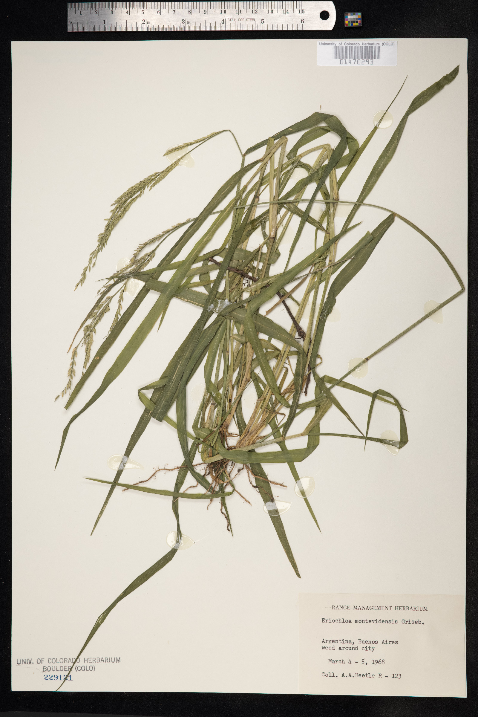 Eriochloa montevidensis image
