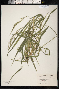 Image of Eriochloa montevidensis