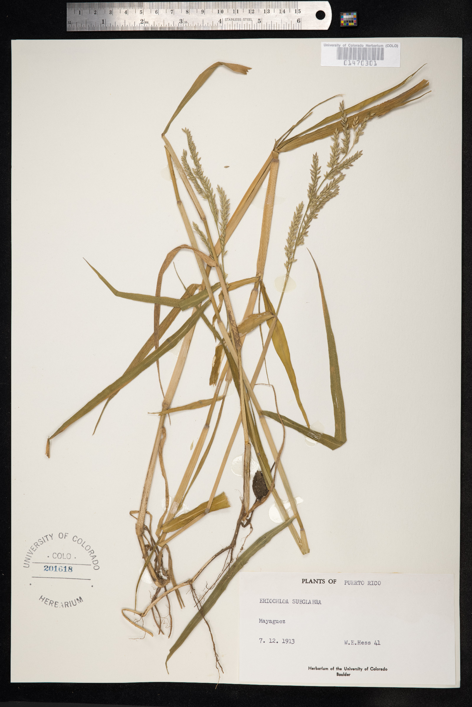 Eriochloa polystachya image
