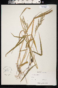 Eriochloa polystachya image