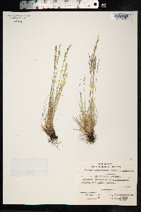 Festuca brachyphylla image