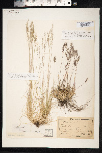 Festuca ovina image