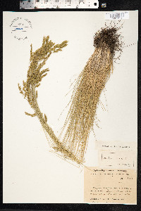 Festuca ovina image