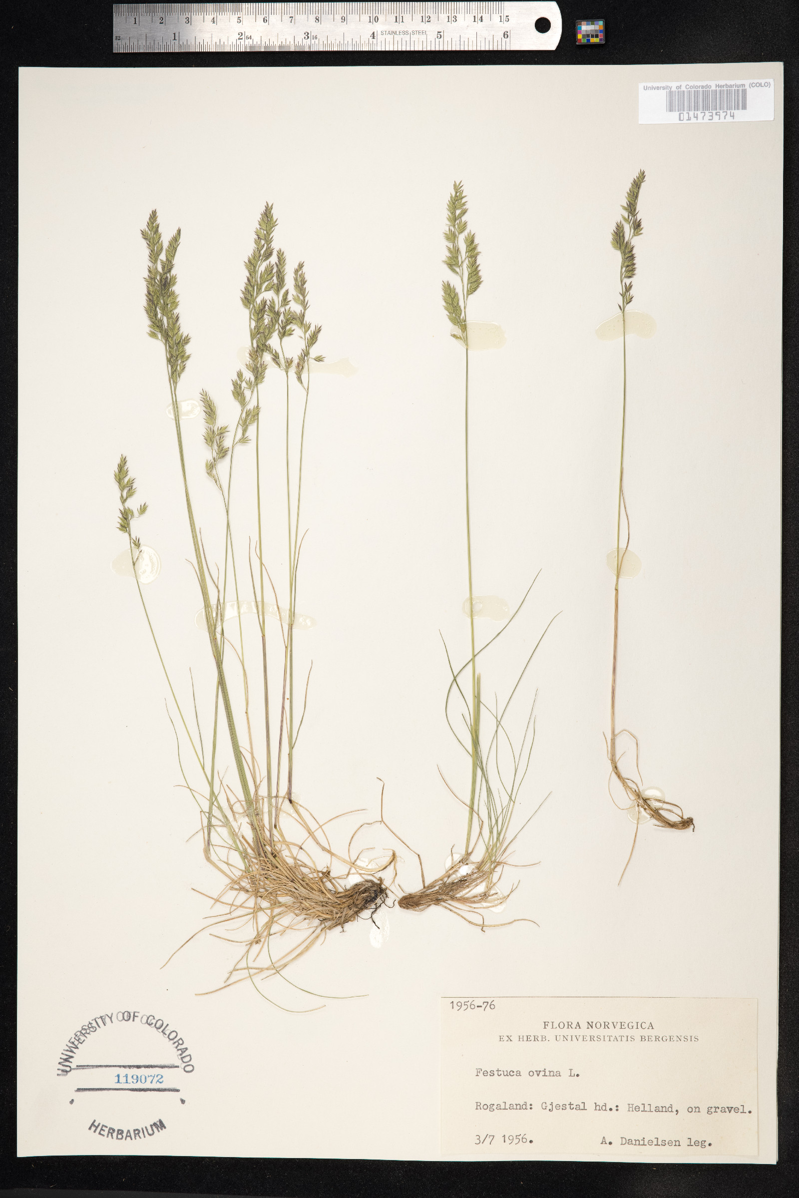 Festuca ovina image