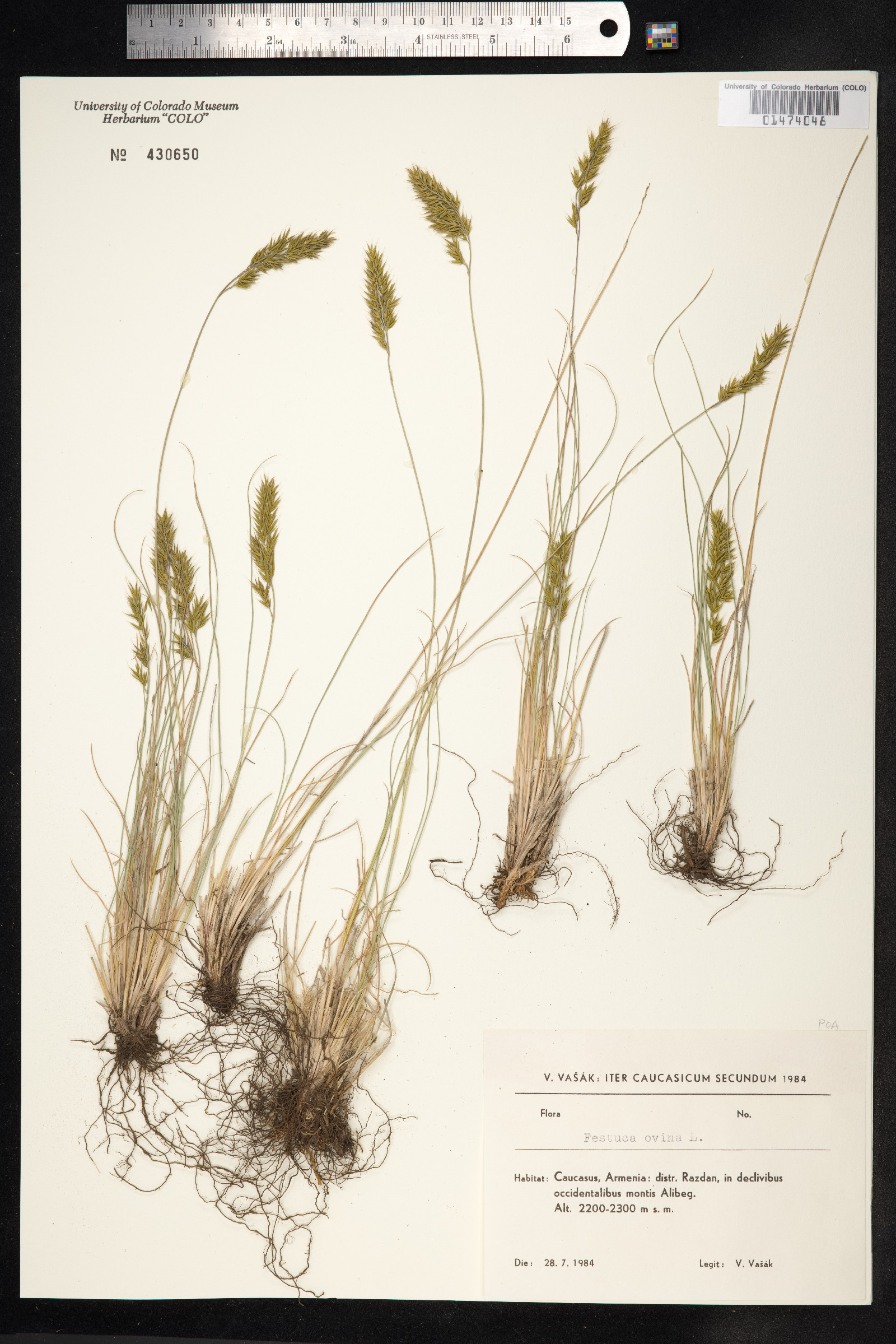 Festuca ovina image