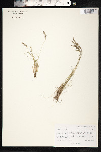 Festuca ovina image