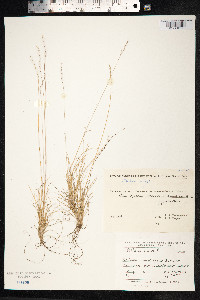 Festuca ovina image
