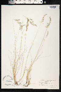 Festuca ovina image