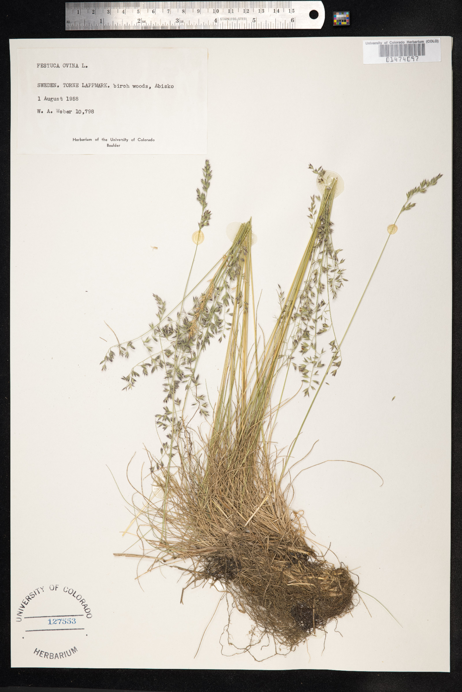 Festuca ovina image