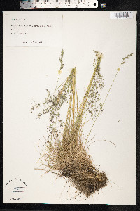 Festuca ovina image