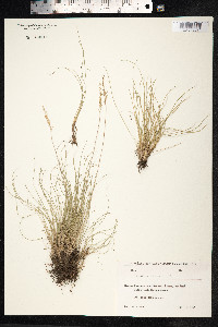 Festuca ovina image