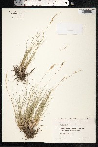 Festuca ovina image