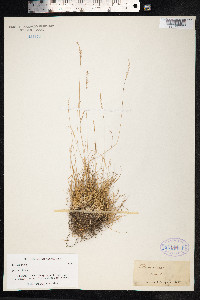 Festuca ovina image