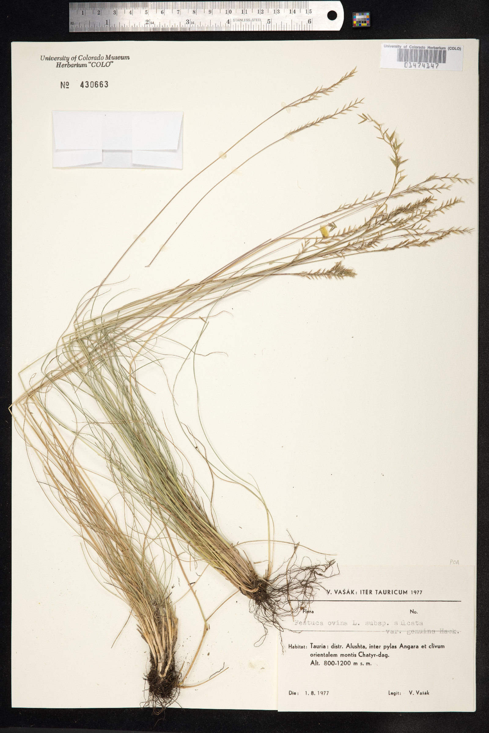 Festuca ovina image