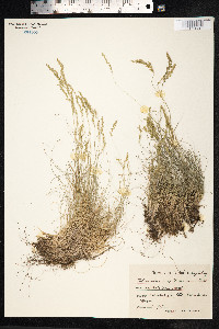 Festuca ovina image