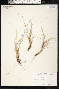 Festuca ovina image