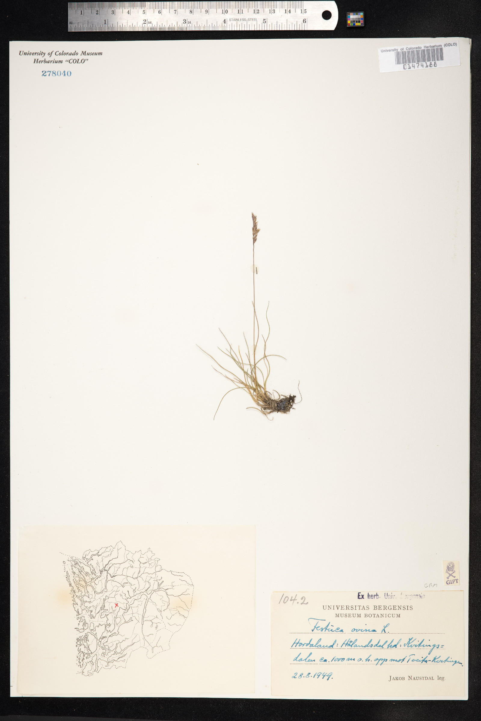 Festuca ovina image
