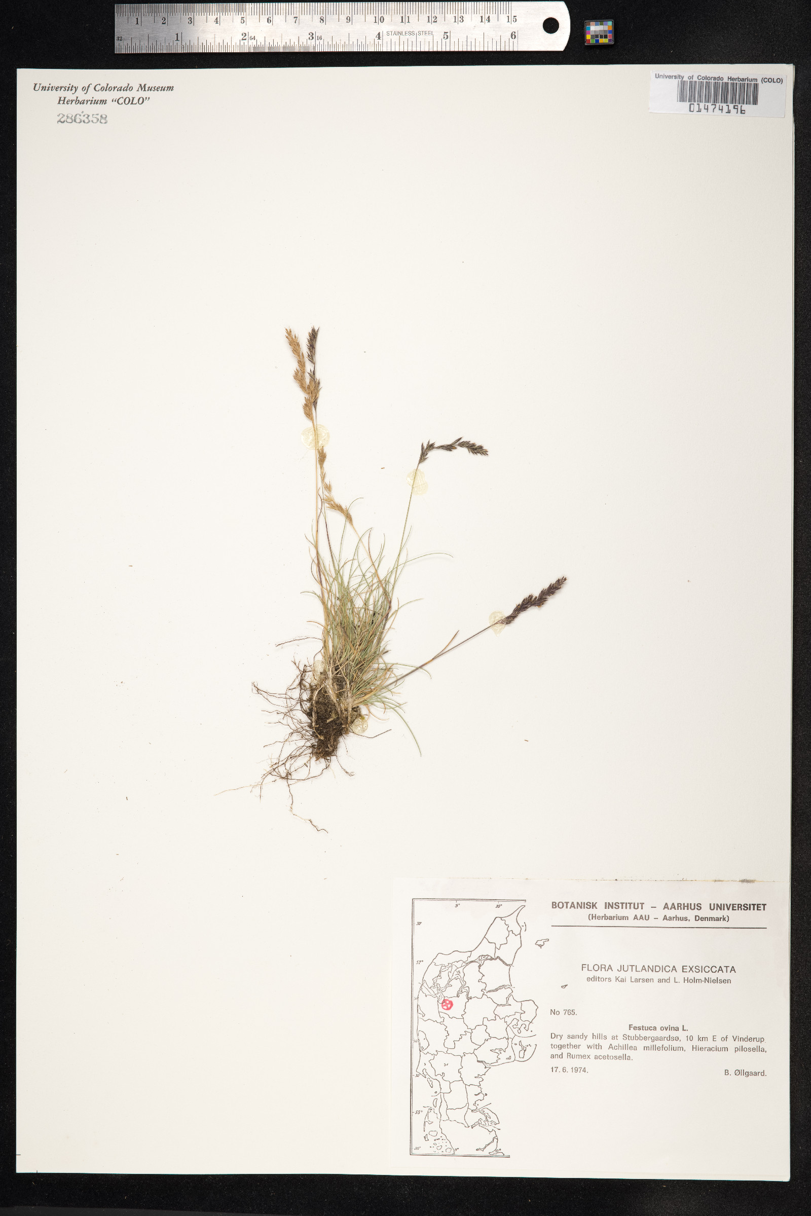 Festuca ovina image