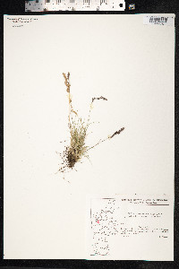 Festuca ovina image