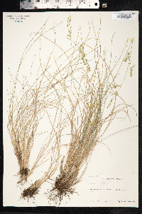 Festuca ovina image