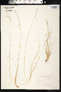 Festuca ovina image