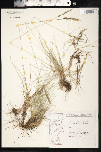 Festuca ovina image