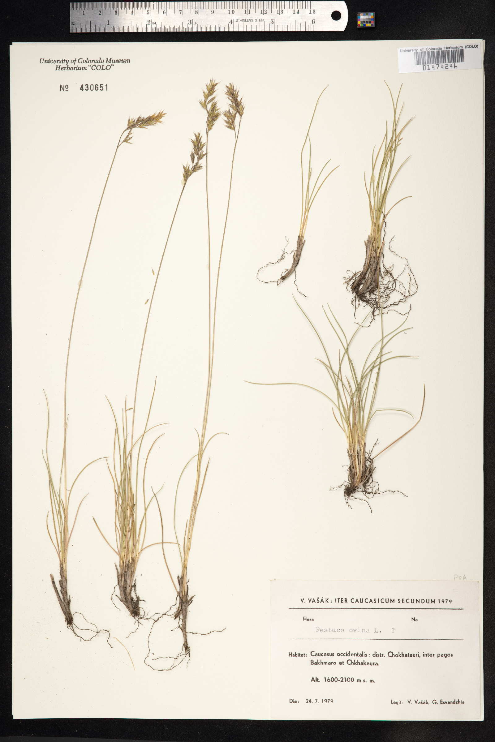 Festuca ovina image