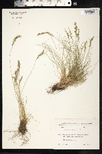 Festuca ovina image