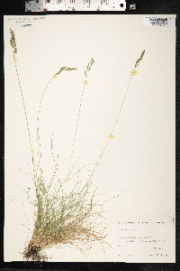 Festuca ovina image
