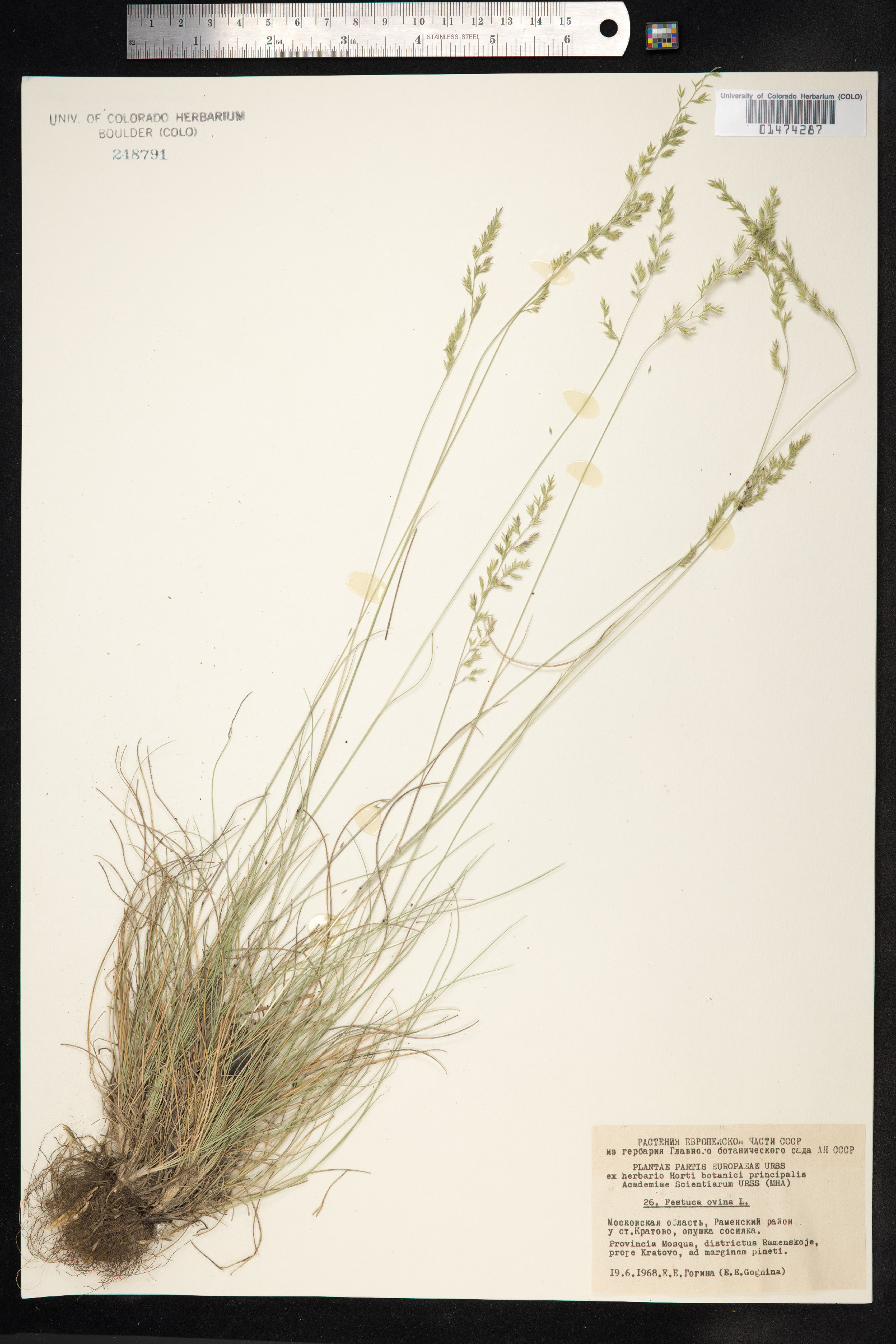 Festuca ovina image