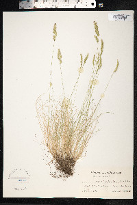 Festuca ovina image