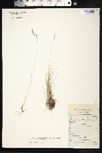 Festuca ovina image