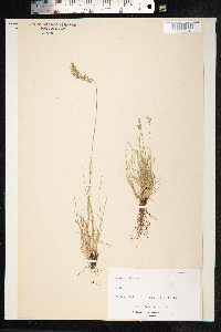 Festuca ovina image