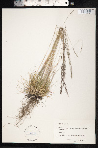 Festuca ovina image