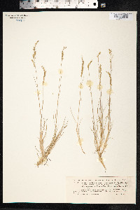 Festuca ovina image