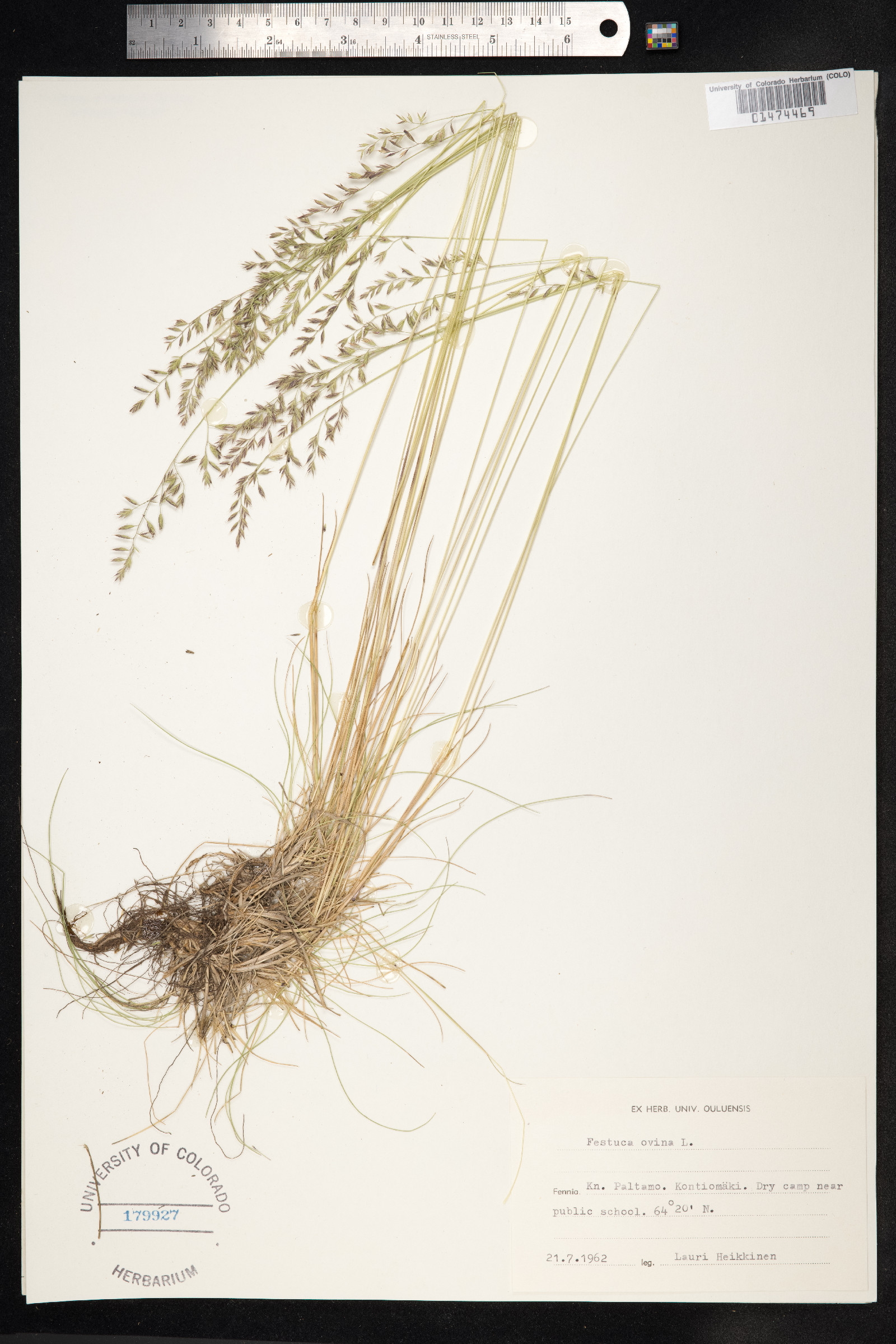 Festuca ovina image
