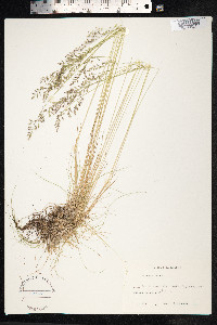 Festuca ovina image