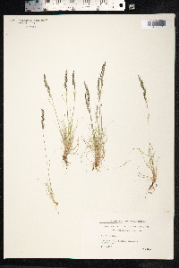 Festuca ovina image