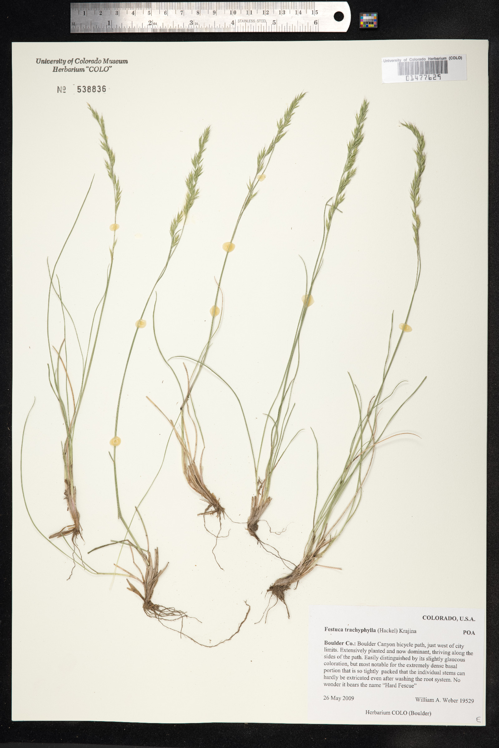 Festuca trachyphylla image