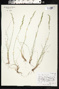 Festuca trachyphylla image