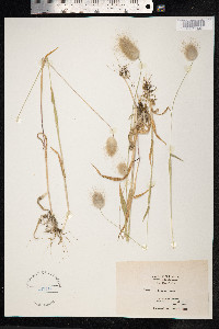 Lagurus ovatus image