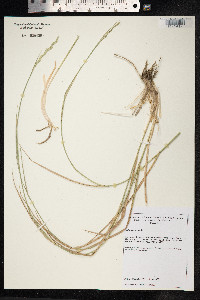 Lolium perenne image