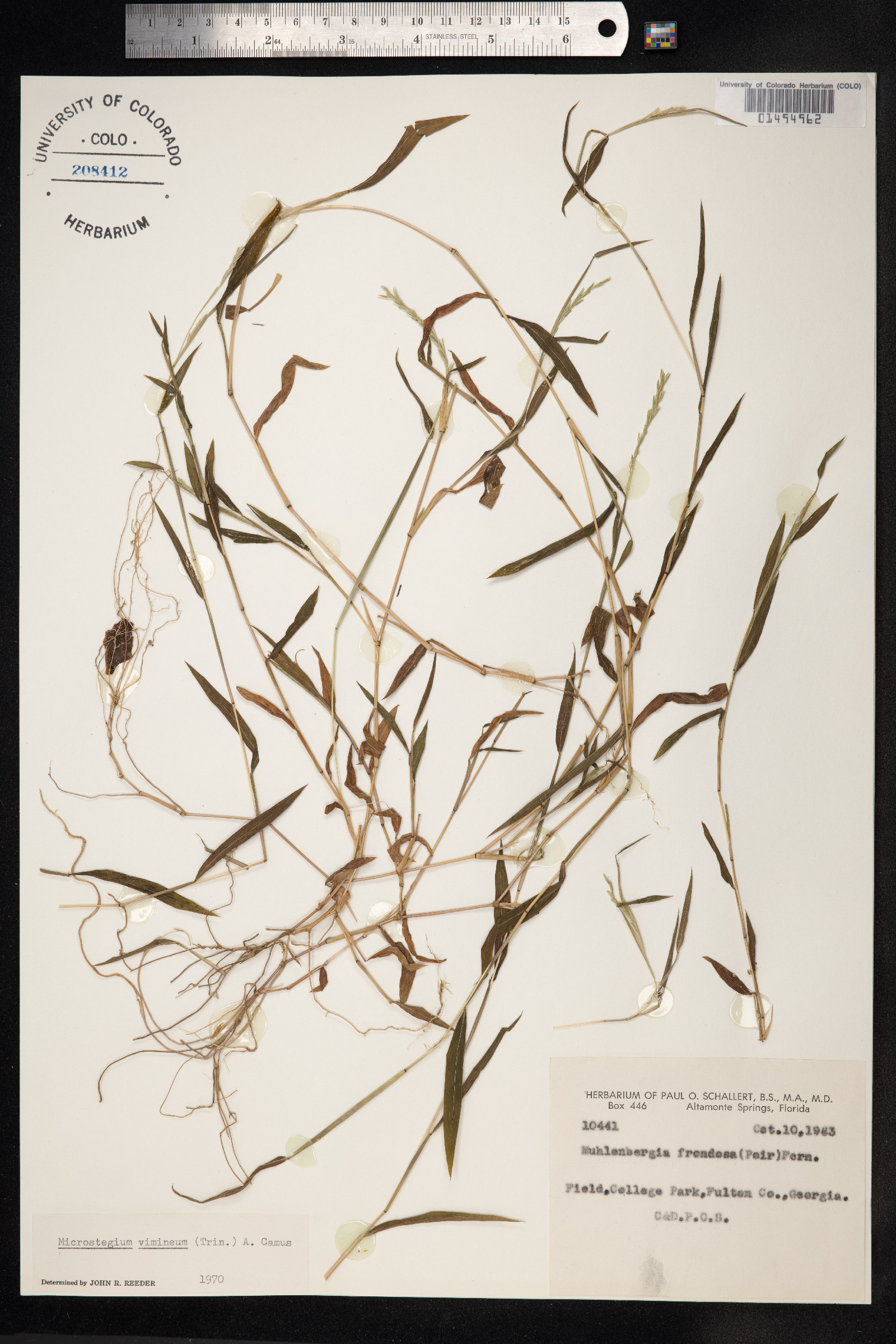 Microstegium vimineum image