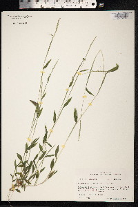 Microstegium vimineum image