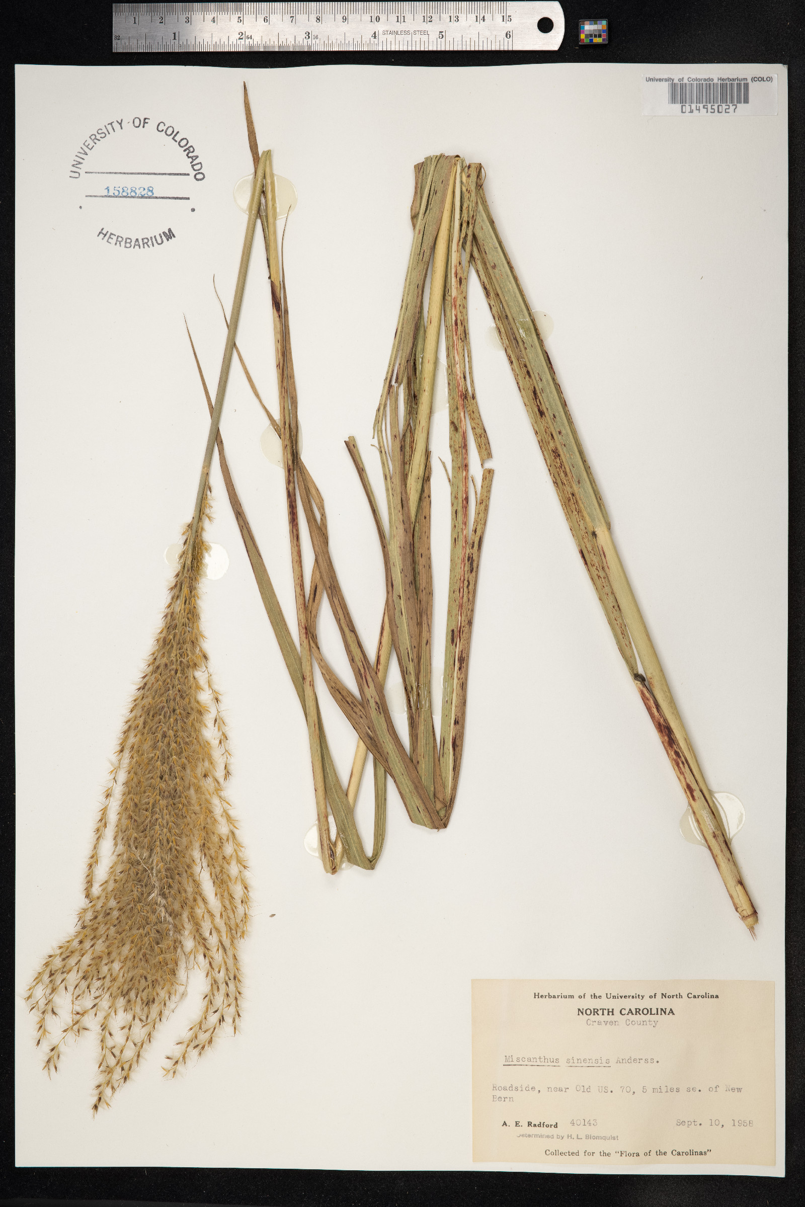 Miscanthus image