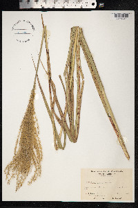 Miscanthus sinensis image