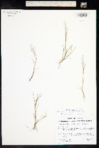 Muhlenbergia minutissima image