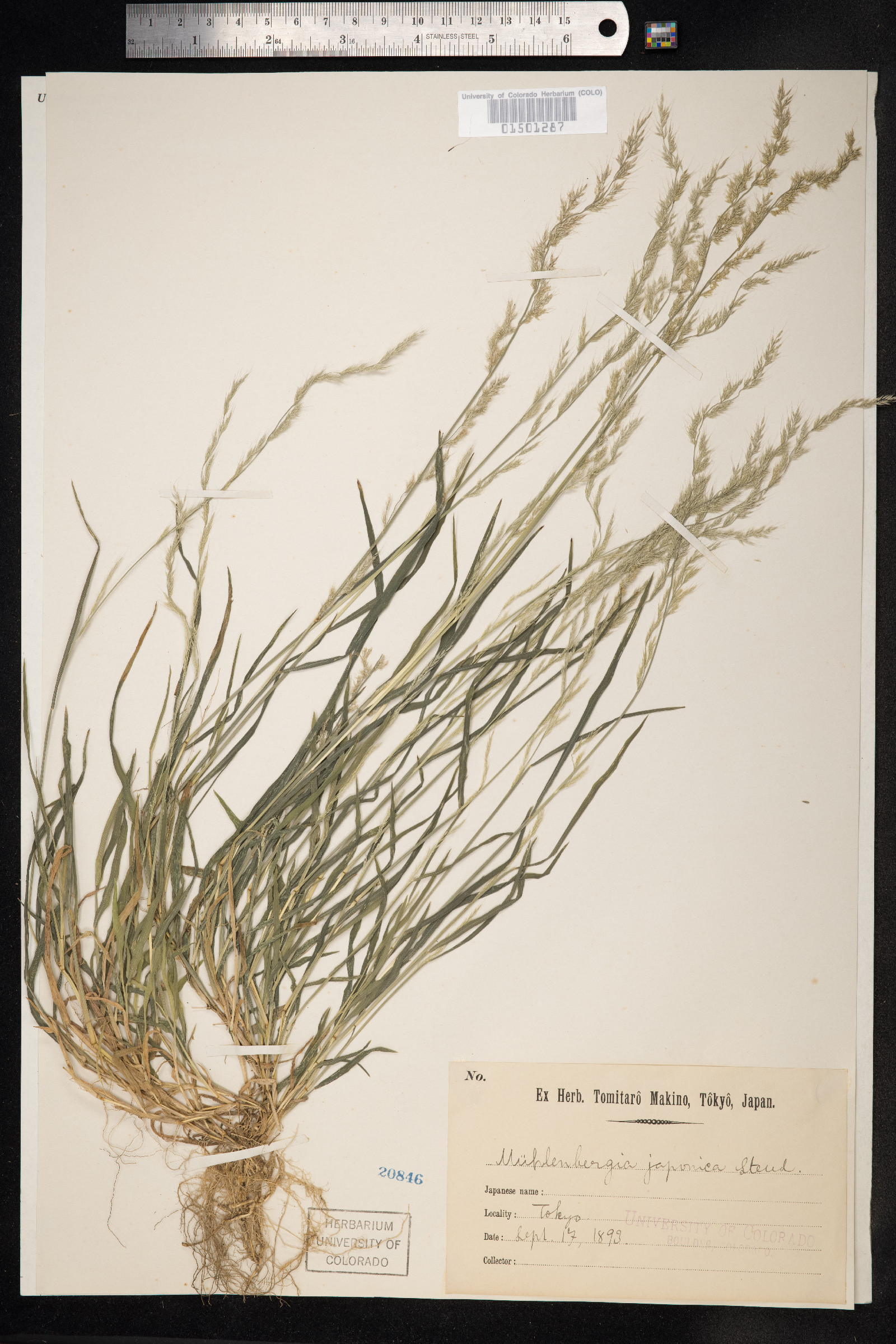 Muhlenbergia japonica image